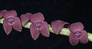 ORCHIDEES DU FENOUILLEDES