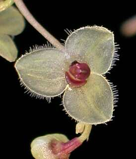 ORCHIDEES DU FENOUILLEDES
