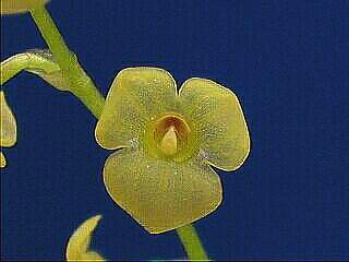 ORCHIDEES DU FENOUILLEDES