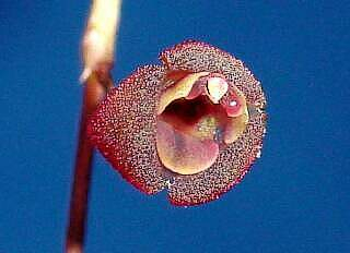 ORCHIDEES DU FENOUILLEDES