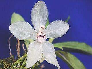 ORCHIDEES DU FENOUILLEDES