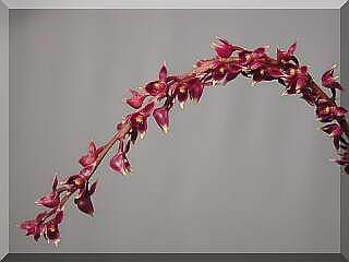 ORCHIDEES DU FENOUILLEDES