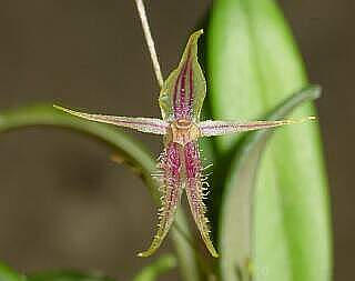 ORCHIDEES DU FENOUILLEDES