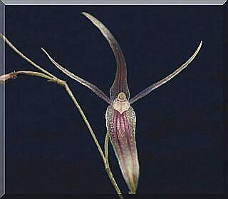 ORCHIDEES DU FENOUILLEDES