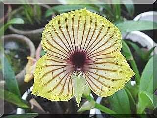ORCHIDEES DU FENOUILLEDES