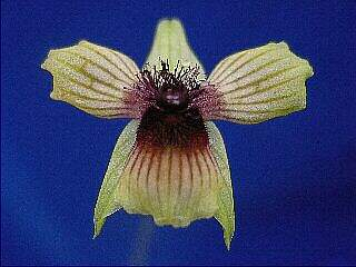 ORCHIDEES DU FENOUILLEDES