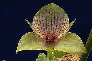 ORCHIDEES DU FENOUILLEDES