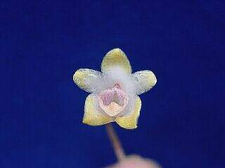 ORCHIDEES DU FENOUILLEDES