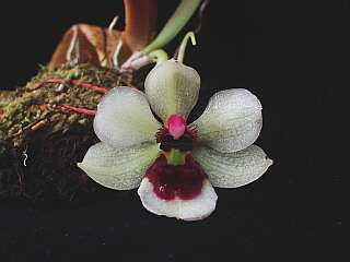 ORCHIDEES DU FENOUILLEDES