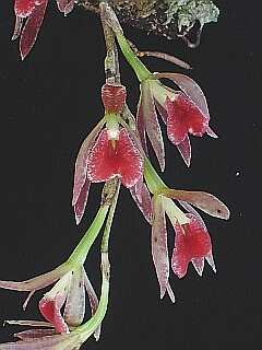 ORCHIDEES DU FENOUILLEDES