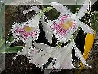 ORCHIDEES DU FENOUILLEDES