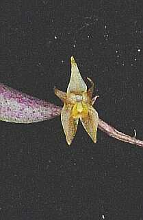 ORCHIDEES DU FENOUILLEDES