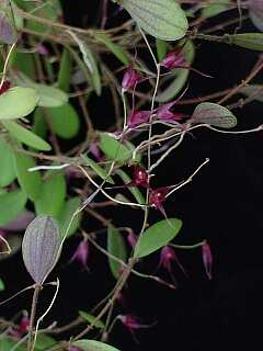 ORCHIDEES DU FENOUILLEDES