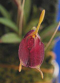 ORCHIDEES DU FENOUILLEDES
