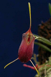 ORCHIDEES DU FENOUILLEDES