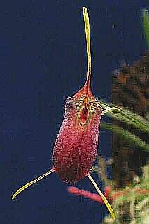 ORCHIDEES DU FENOUILLEDES