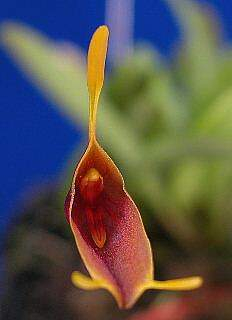 ORCHIDEES DU FENOUILLEDES