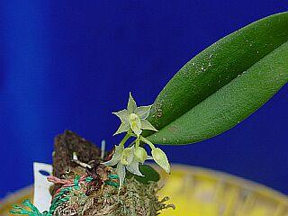 ORCHIDEES DU FENOUILLEDES