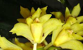 ORCHIDEES DU FENOUILLEDES