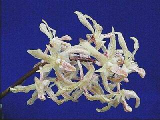 ORCHIDEES DU FENOUILLEDES