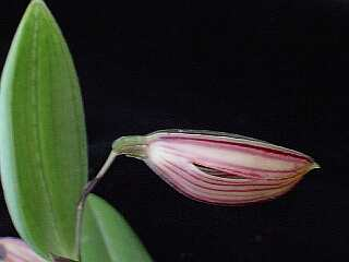 ORCHIDEES DU FENOUILLEDES