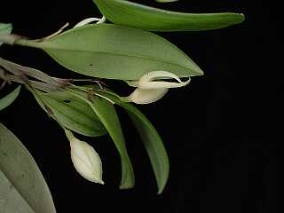 ORCHIDEES DU FENOUILLEDES