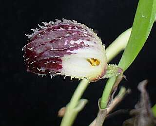 ORCHIDEES DU FENOUILLEDES