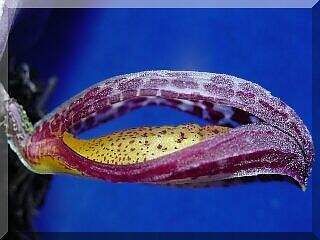 ORCHIDEES DU FENOUILLEDES